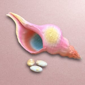 3D-Printed Pastel Gradient Conch Shell Bowl – Coastal Décor Accent